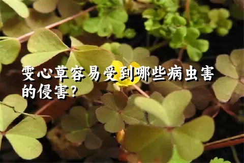 雯心草容易受到哪些病虫害的侵害？