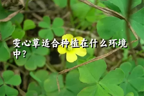 雯心草适合种植在什么环境中？