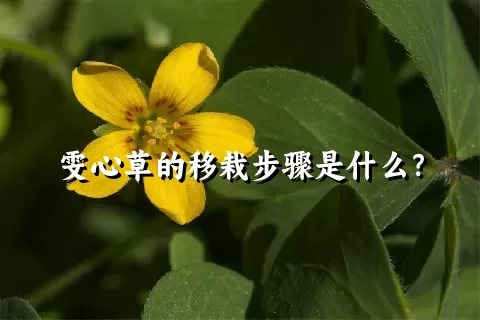 雯心草的移栽步骤是什么？