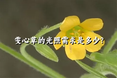 雯心草的光照需求是多少？