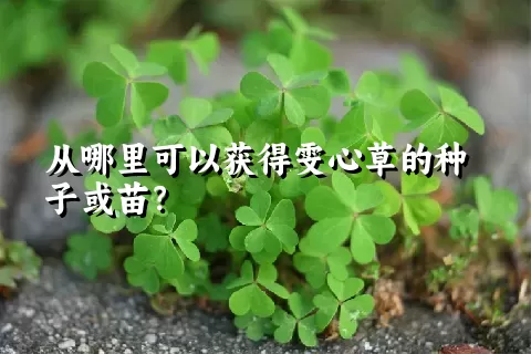 从哪里可以获得雯心草的种子或苗？