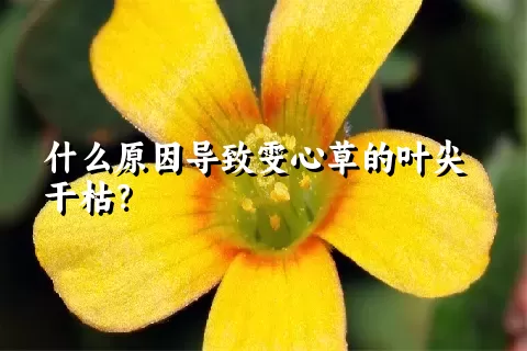 什么原因导致雯心草的叶尖干枯？