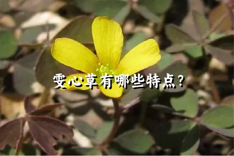 雯心草有哪些特点？