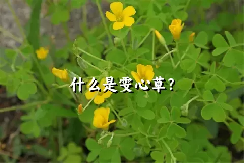 什么是雯心草？