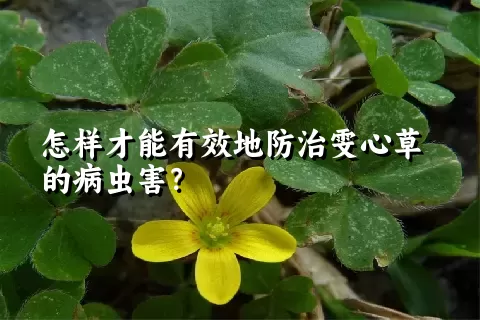 怎样才能有效地防治雯心草的病虫害？