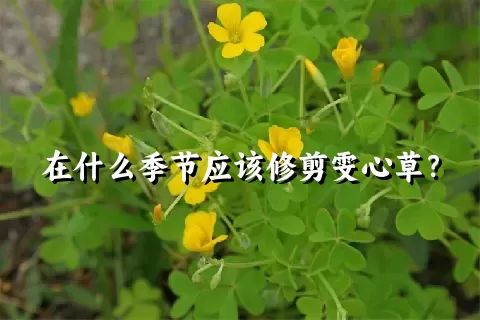 在什么季节应该修剪雯心草？