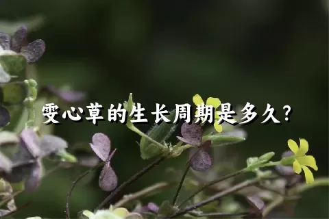 雯心草的生长周期是多久？