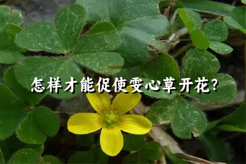 怎样才能促使雯心草开花？