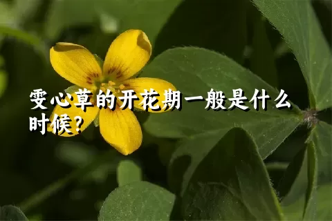 雯心草的开花期一般是什么时候？