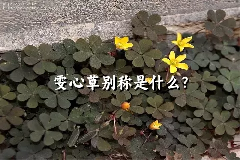 雯心草别称是什么？