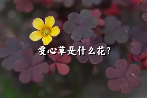 雯心草是什么花？