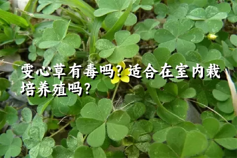 雯心草有毒吗？适合在室内栽培养殖吗？