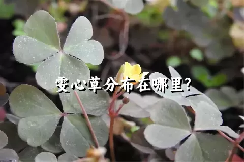 雯心草分布在哪里?