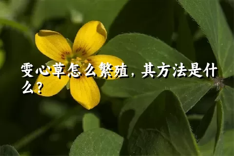 雯心草怎么繁殖，其方法是什么？