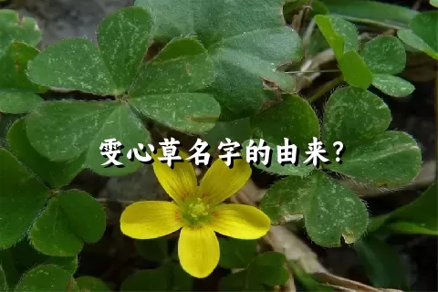 雯心草名字的由来？