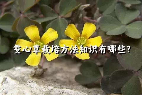 雯心草栽培方法知识有哪些？