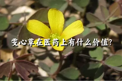 雯心草在医药上有什么价值？