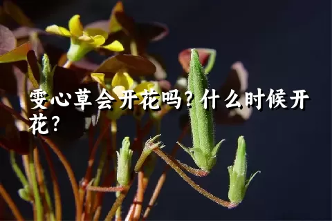 雯心草会开花吗？什么时候开花？