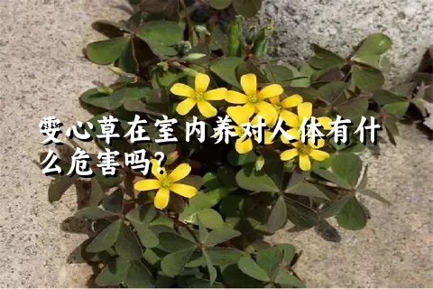 雯心草在室内养对人体有什么危害吗？