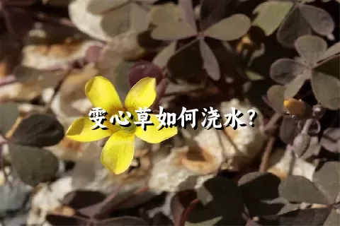 雯心草如何浇水？