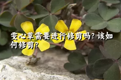 雯心草需要进行修剪吗？该如何修剪？