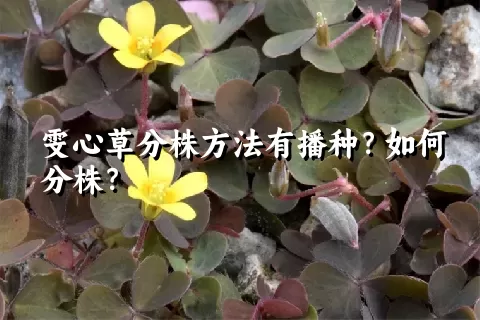 雯心草分株方法有播种？如何分株？