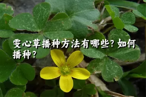 雯心草播种方法有哪些？如何播种？