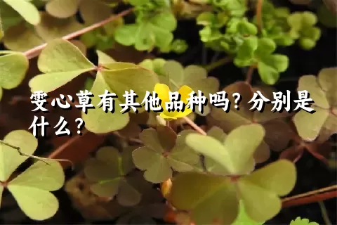 雯心草有其他品种吗？分别是什么？