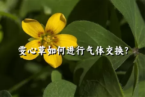 雯心草如何进行气体交换？