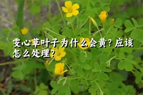 雯心草叶子为什么会黄？应该怎么处理？