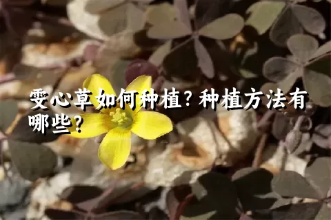 雯心草如何种植？种植方法有哪些？