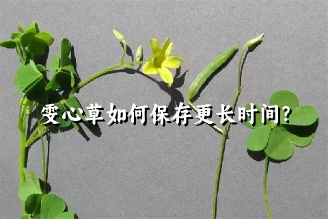 雯心草如何保存更长时间？