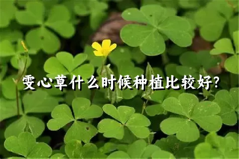 雯心草什么时候种植比较好？