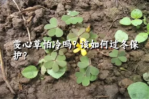 雯心草怕冷吗？该如何过冬保护？