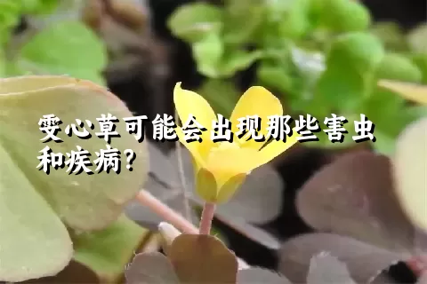 雯心草可能会出现那些害虫和疾病？