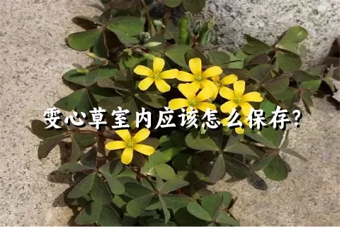 雯心草室内应该怎么保存？