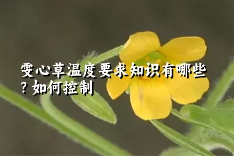 雯心草温度要求知识有哪些？如何控制