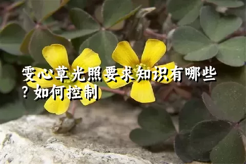 雯心草光照要求知识有哪些？如何控制