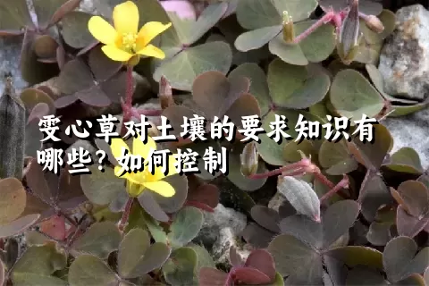 雯心草对土壤的要求知识有哪些？如何控制