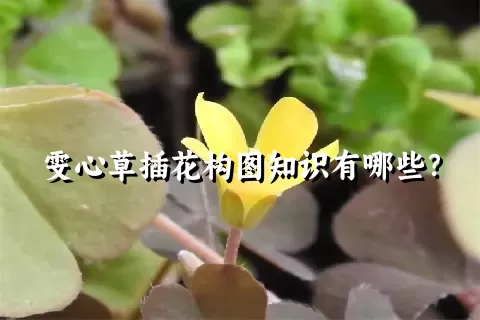 雯心草插花构图知识有哪些？