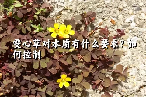 雯心草对水质有什么要求？如何控制