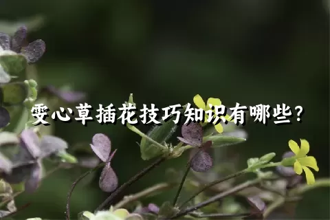 雯心草插花技巧知识有哪些？