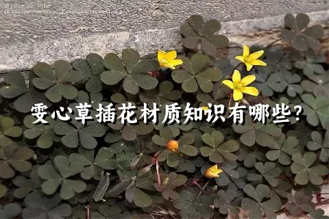 雯心草插花材质知识有哪些？