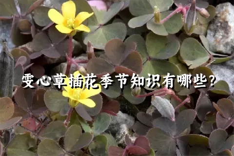 雯心草插花季节知识有哪些？