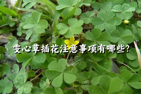 雯心草插花注意事项有哪些？