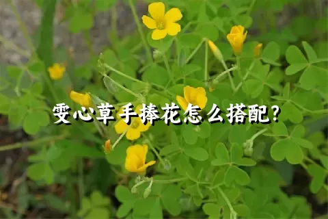 雯心草手捧花怎么搭配？