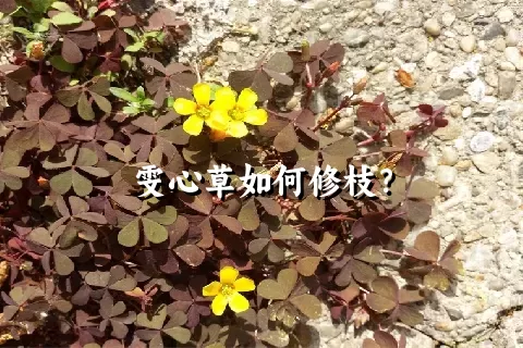 雯心草如何修枝？