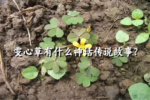 雯心草有什么神话传说故事？