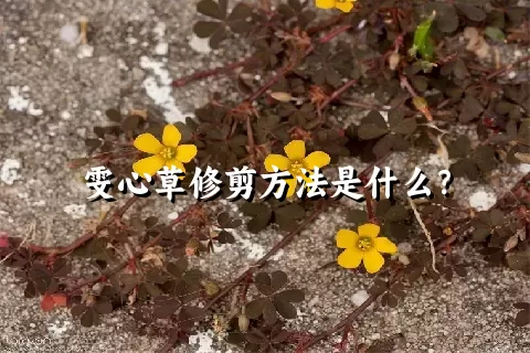 雯心草修剪方法是什么？