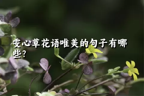 雯心草花语唯美的句子有哪些？